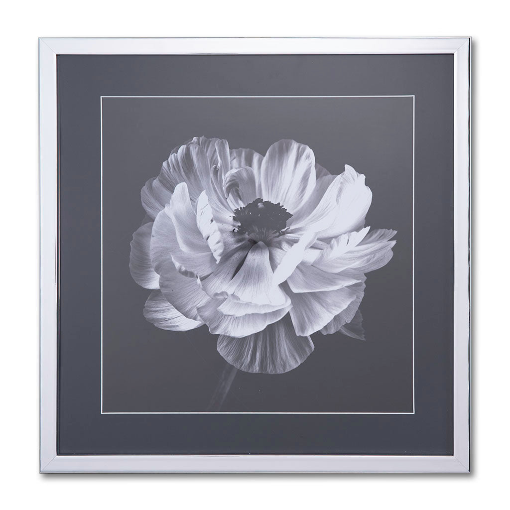 Ranunculus Floral