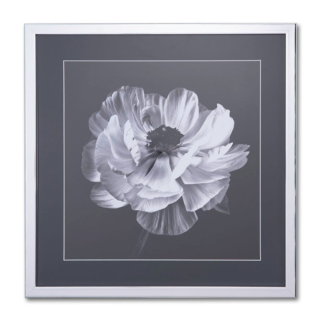 Ranunculus Floral