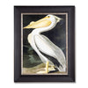 American White Pelican, John James Audubon