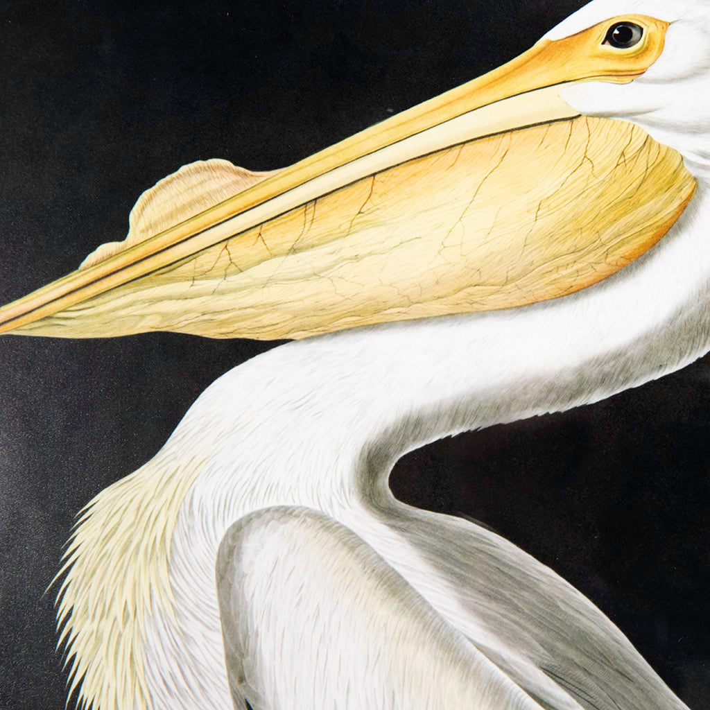 American White Pelican, John James Audubon