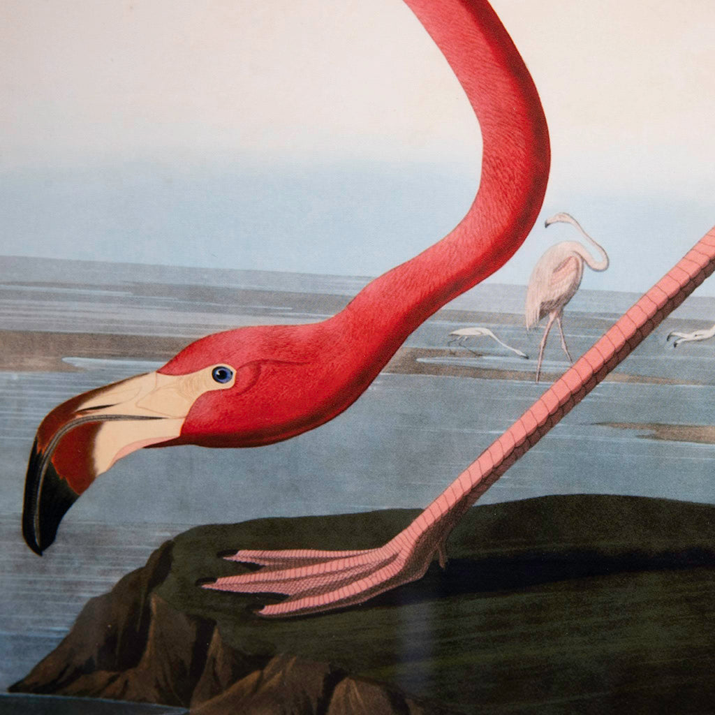 American Red Flamingo, John James Audubon
