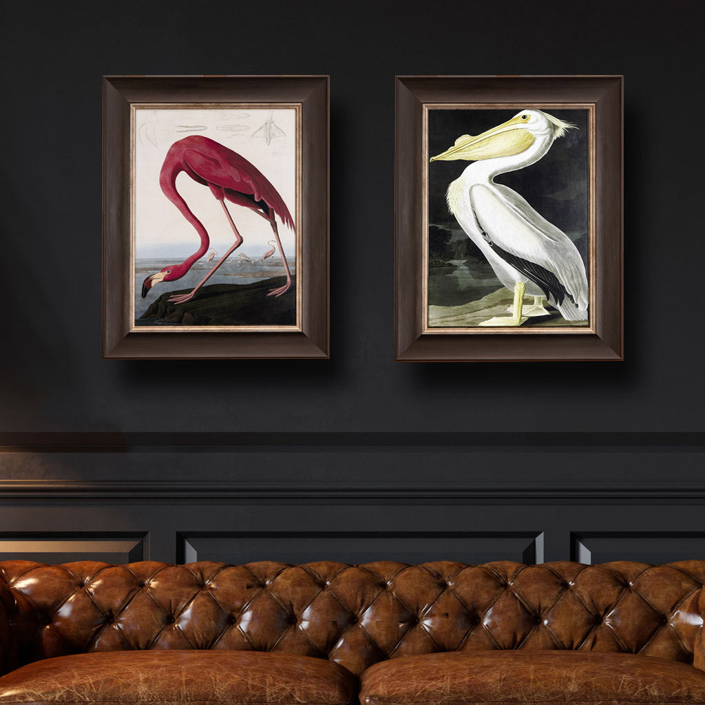 American White Pelican, John James Audubon