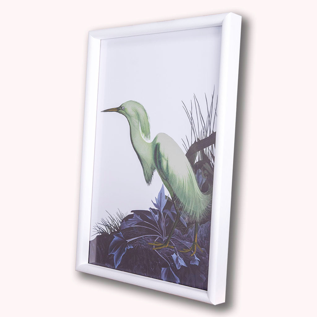 Snowy Egret, John James Audubon