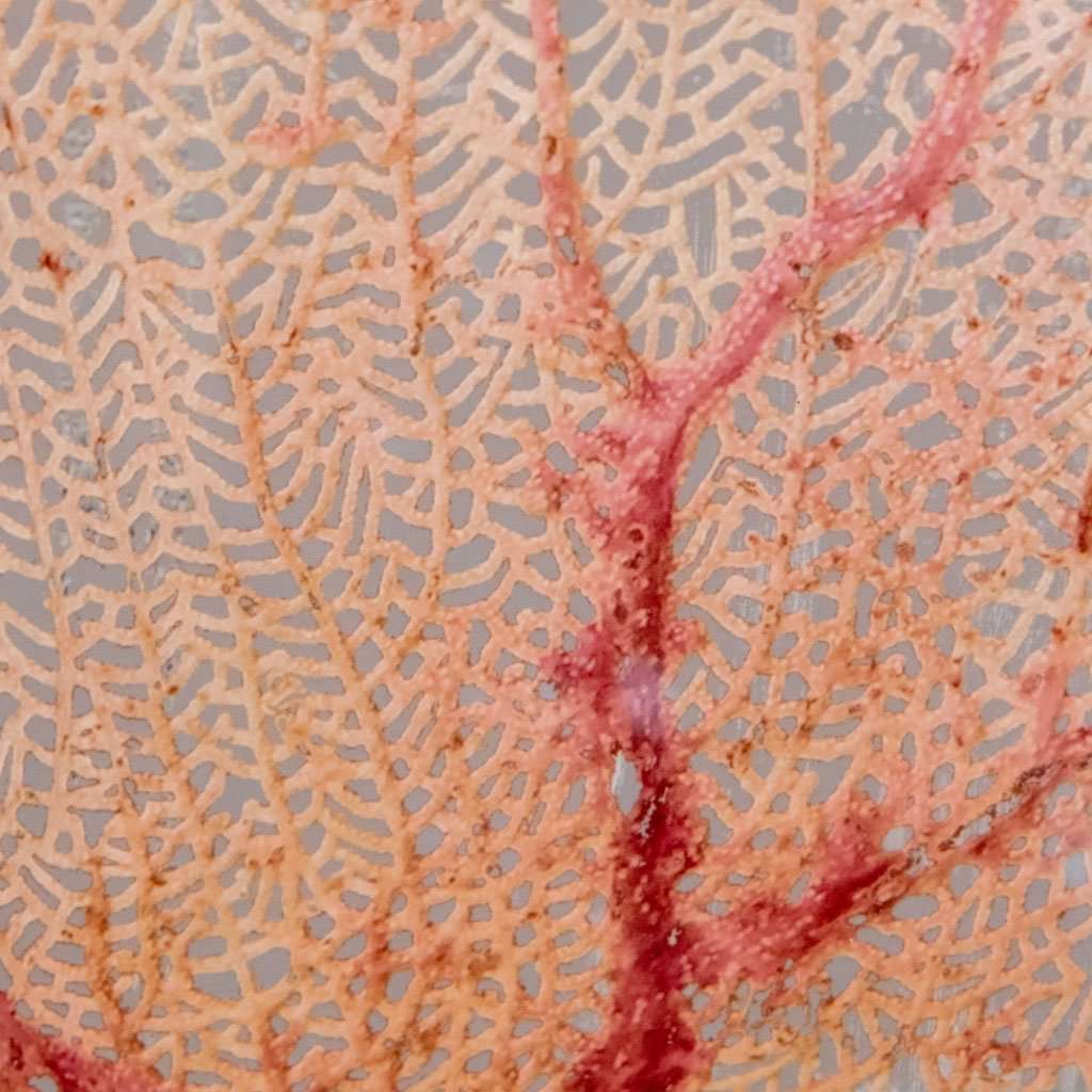 Coral Blush 1