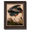 Great Blue Heron, John James Audubon