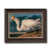 Great White Heron, John James Audubon