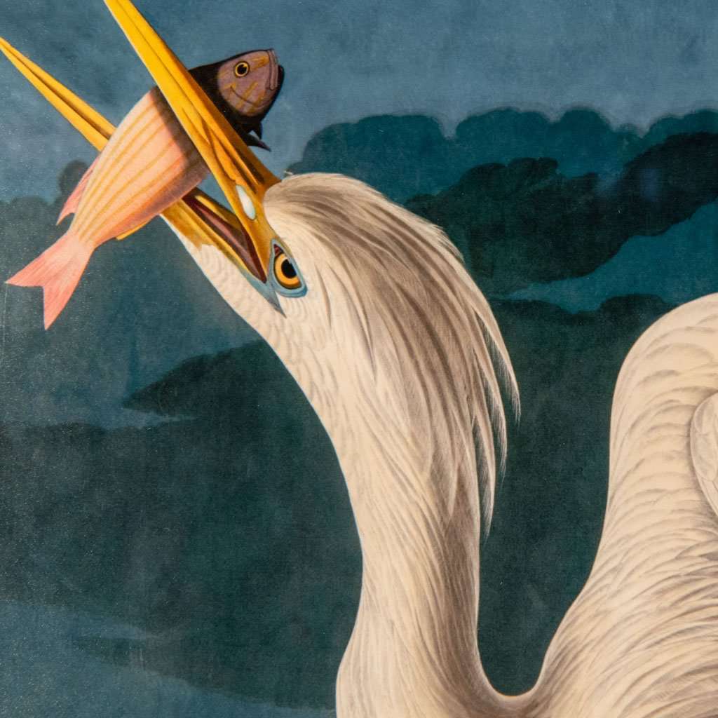 Great White Heron, John James Audubon