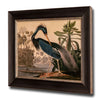 Louisiana Heron, John James Audubon