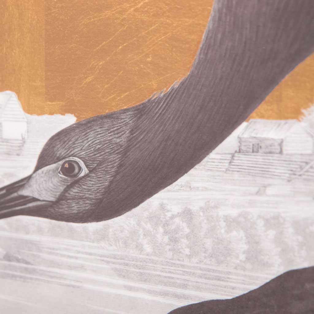 Glossy Ibis, John James Audubon, Deluxe edition
