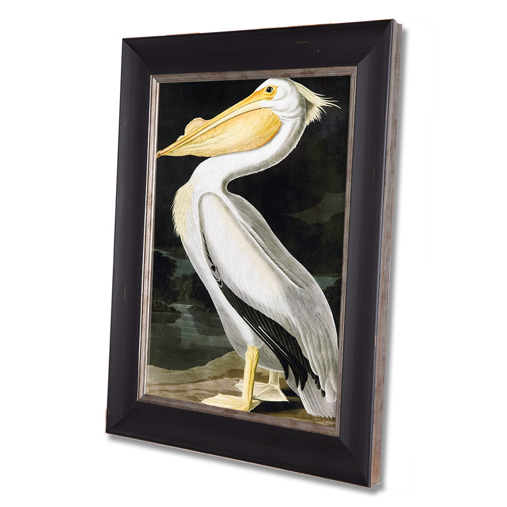 American White Pelican, John James Audubon