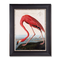American Red Flamingo, John James Audubon