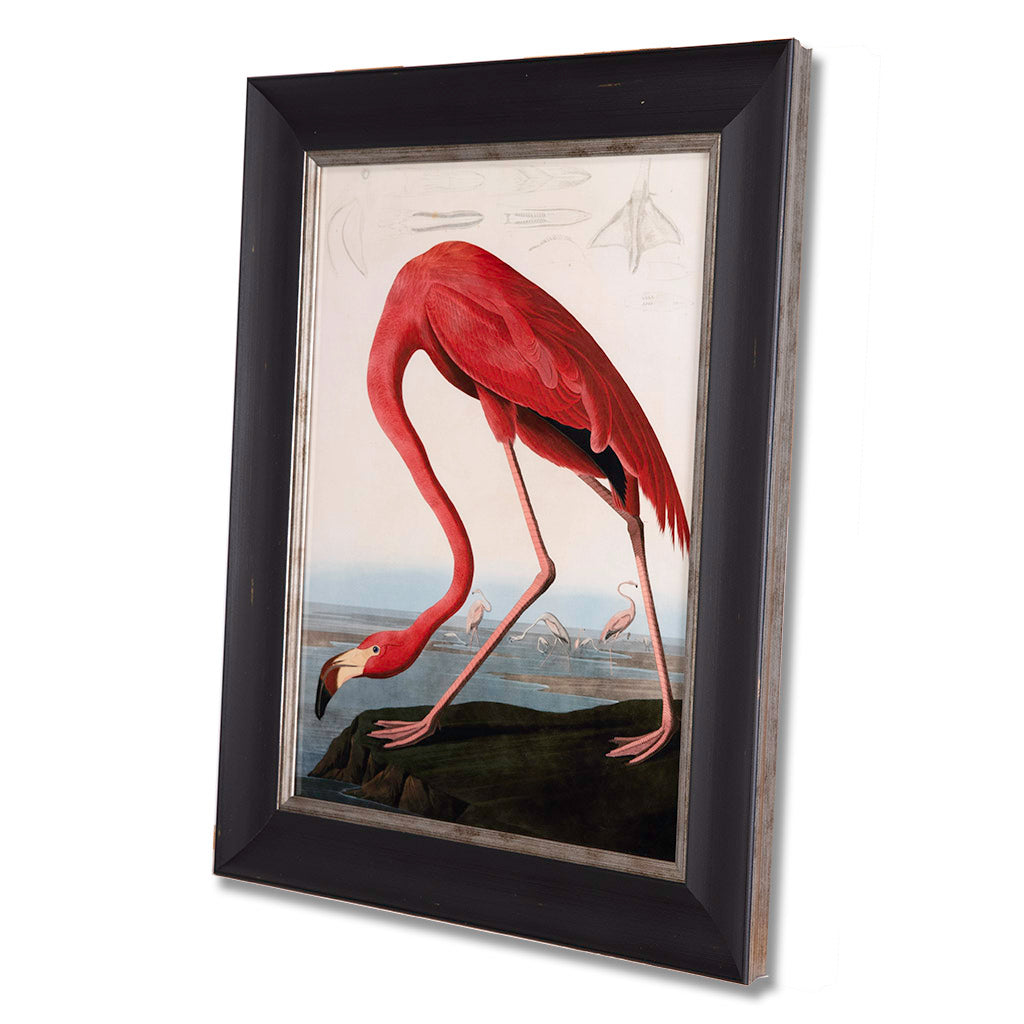 American Red Flamingo, John James Audubon