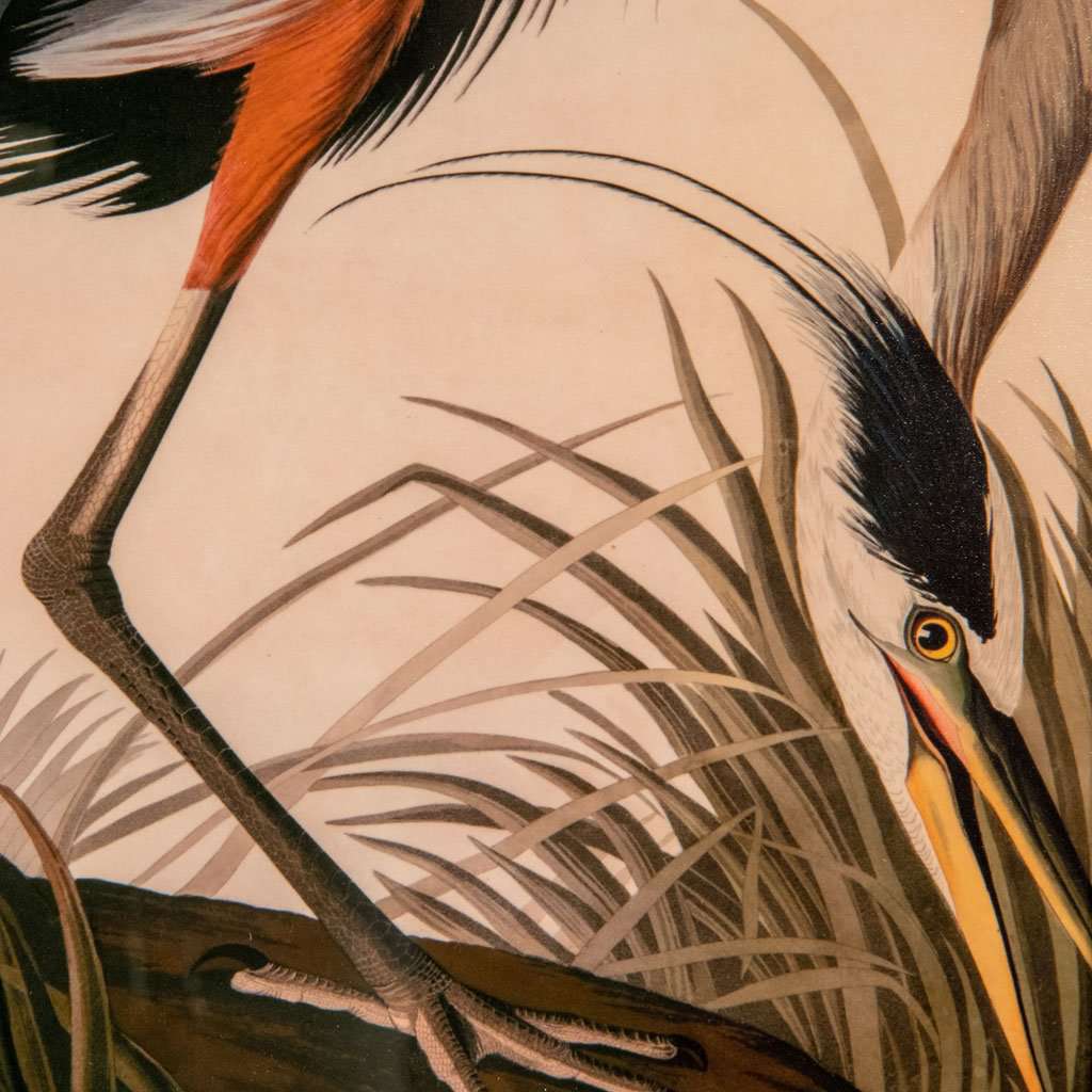 Great Blue Heron, John James Audubon