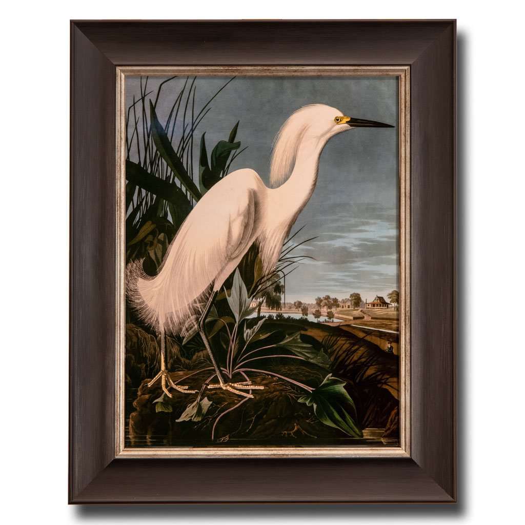 Snowy Heron, John James Audubon