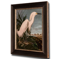 Snowy Heron, John James Audubon