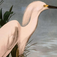 Snowy Heron, John James Audubon