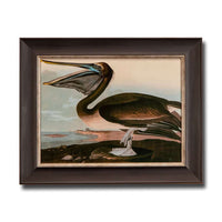 Brown Pelican, John James Audubon