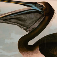 Brown Pelican, John James Audubon