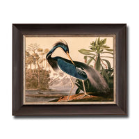 Louisiana Heron, John James Audubon