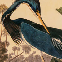 Louisiana Heron, John James Audubon