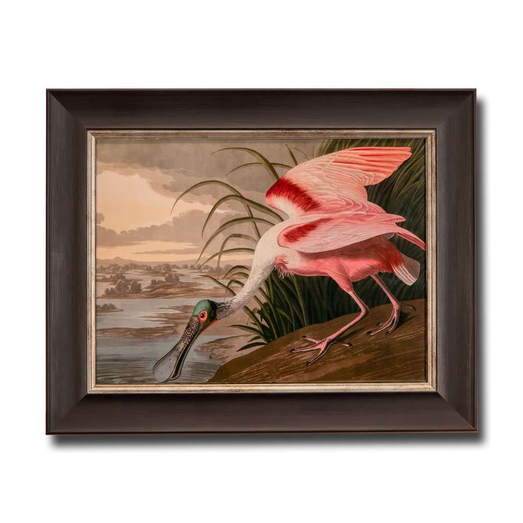 Roseate Spoonbill, John James Audubon