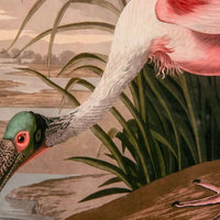 Roseate Spoonbill, John James Audubon